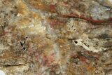 Colorful, Agate Replaced Petrified Wood Slab - Texas #236530-1
